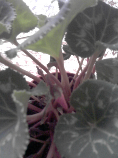 P300411_19.48 - florile mele