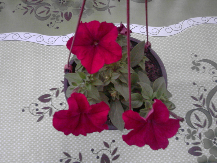 P300411_20.15 - florile mele
