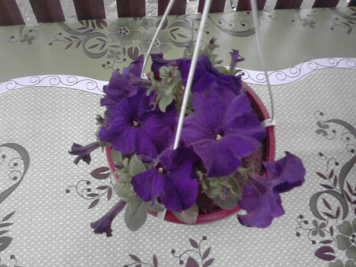 P300411_20.16 - florile mele