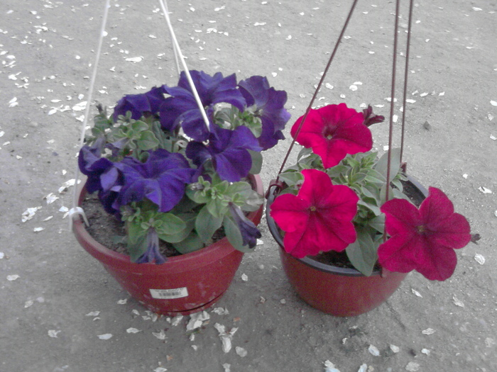 P300411_20.18 - florile mele