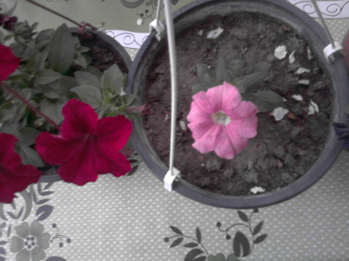 P300411_20.19 - florile mele