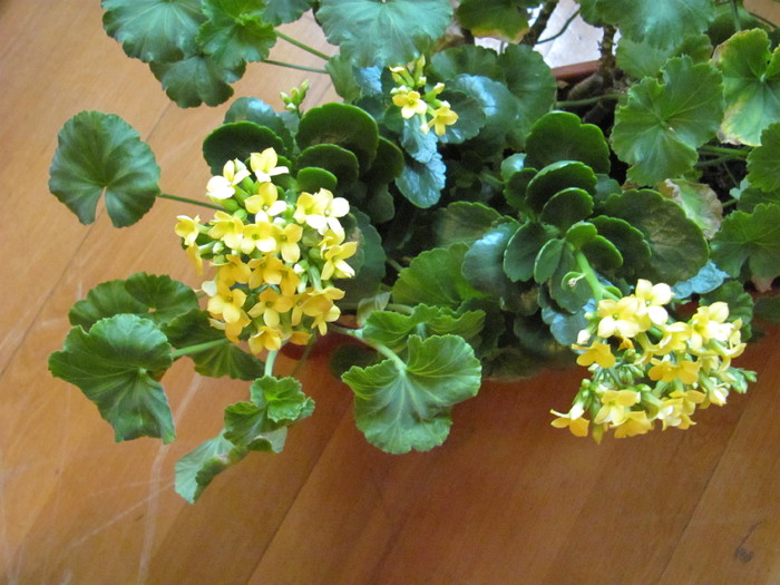 21 ian 2011 006 - kalanchoe