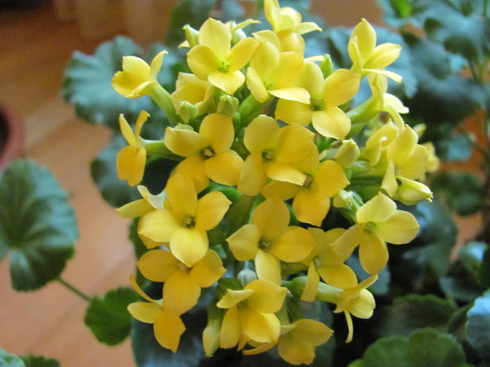 21 ian 2011 004 - kalanchoe