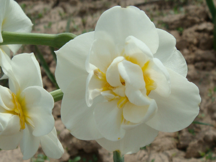 DSC02024 - Narcise