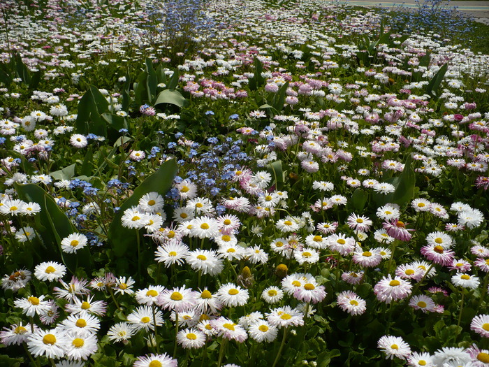 P1330642 - Herastrau 2011 mai 01
