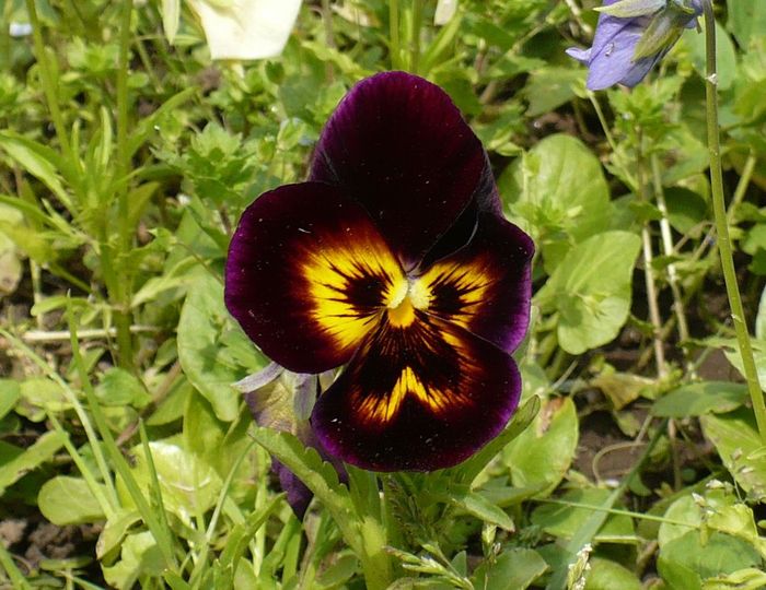 P1330701 - Herastrau 2011 mai 01