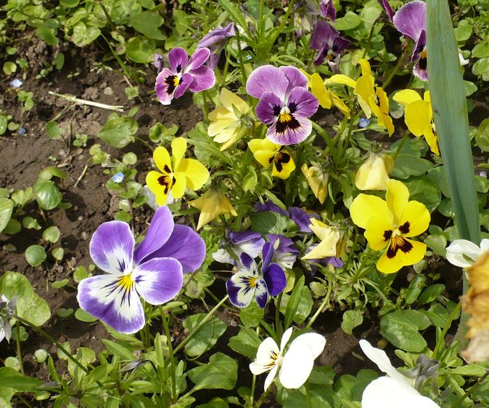 P1330717 - Herastrau 2011 mai 01