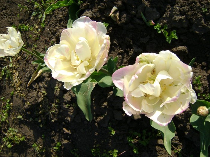 DSC00927