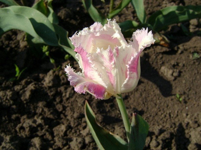 DSC01029