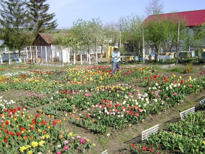 DSC01088 - Gradina lui Vio -  Dobroslovesti-Vaslui
