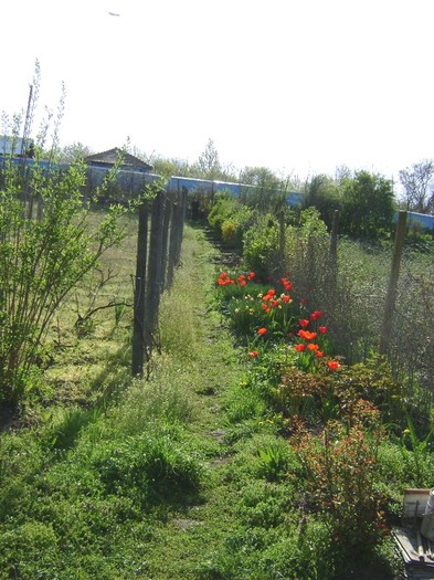DSC01091 - Gradina lui Vio -  Dobroslovesti-Vaslui