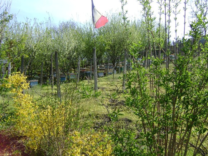 DSC01093 - Gradina lui Vio -  Dobroslovesti-Vaslui