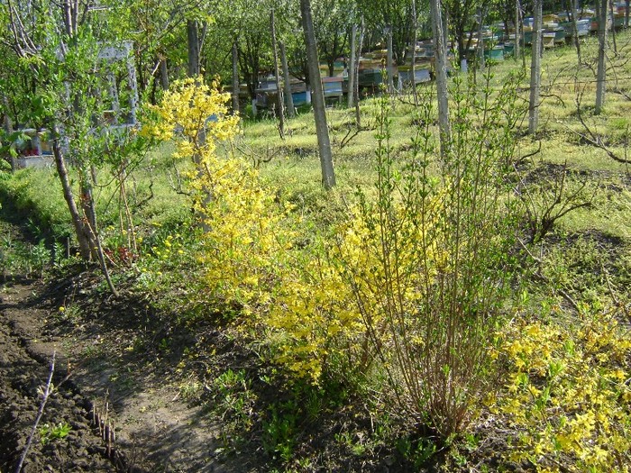 DSC01094 - Gradina lui Vio -  Dobroslovesti-Vaslui