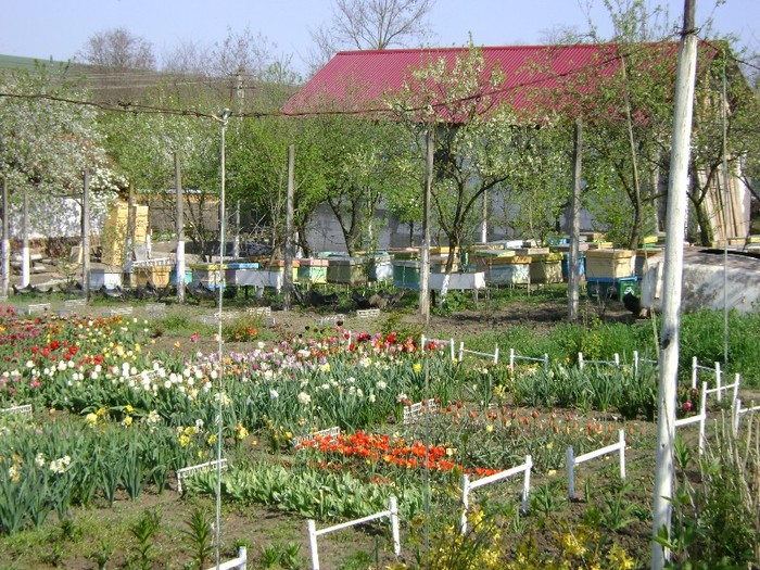 DSC01097 - Gradina lui Vio -  Dobroslovesti-Vaslui