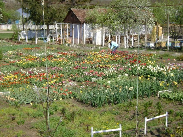 DSC01098 - Gradina lui Vio -  Dobroslovesti-Vaslui
