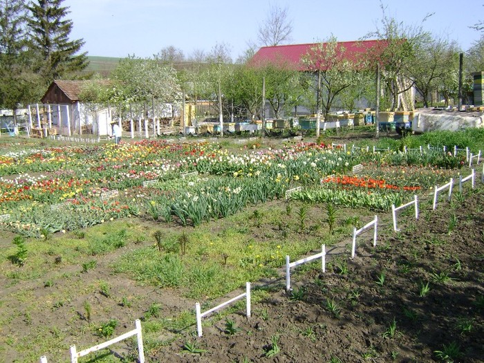 DSC01100 - Gradina lui Vio -  Dobroslovesti-Vaslui