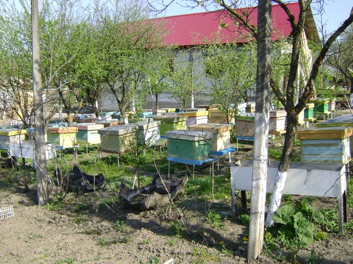 DSC01103 - Gradina lui Vio -  Dobroslovesti-Vaslui