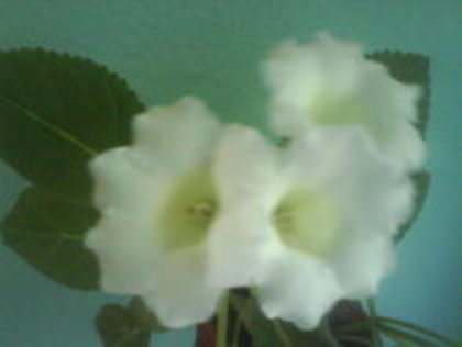 mont blanc - Gloxinia 2011