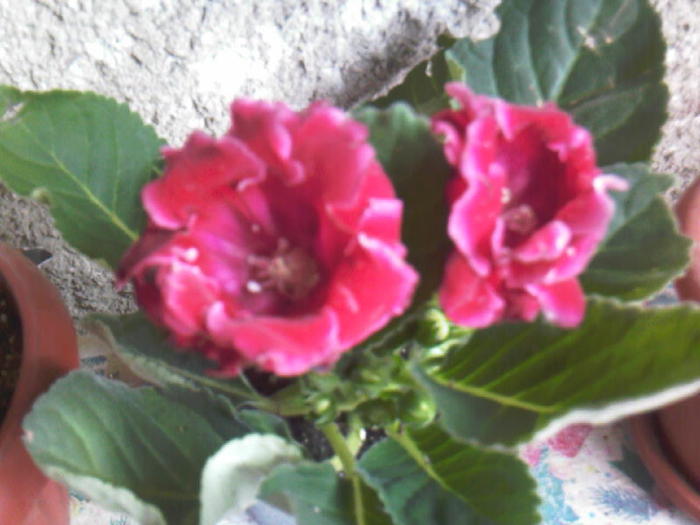 gloxinia - Gloxinia 2011