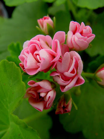 Australian_Pink_Rosebud sau muscata trandafiras