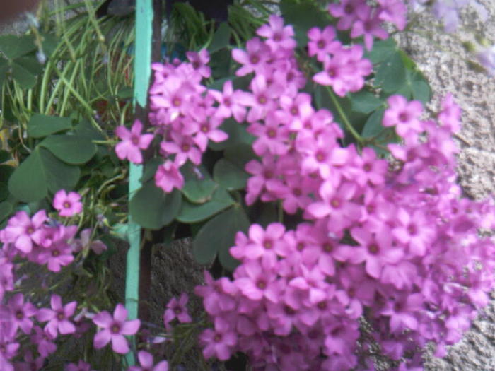 oxalis roz (2) - Flori dragi 2011