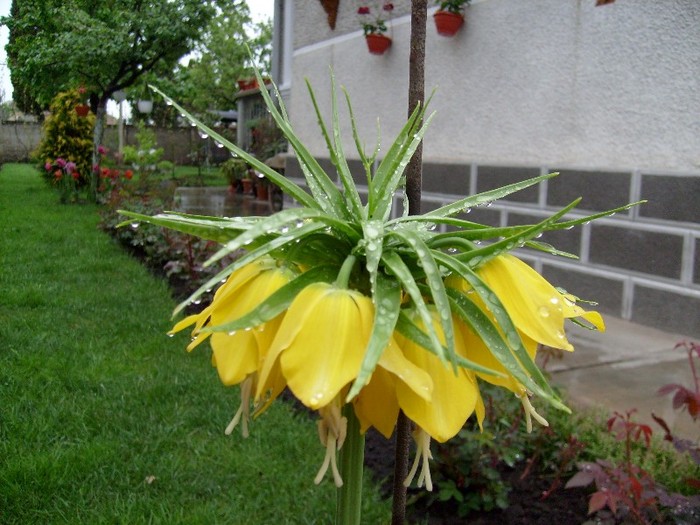 Fritillaria Imperialis Maxima  Lutea; Laleaua imperiala galbena, o raritate pe meleagurile noastre, bulb peren de gradina, originara din I
