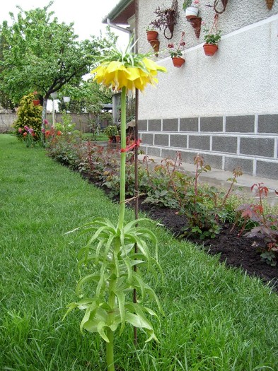 Fritillaria Imperialis Maxima Lutea; Laleaua imperiala galbena, o raritate pe meleagurile noastre, bulb peren de gradina, originara din I
