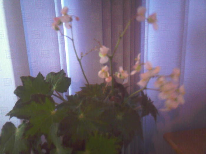 begonia - Flori dragi 2011