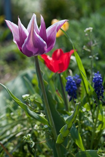 Lily flowering "Claudia"