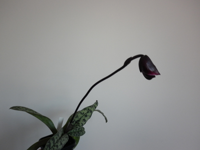 2.05.11 - Paphiopedilum