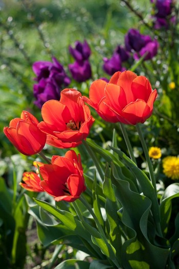 Tulipa Darwin "Apeldoorn" - De ce iubesc lalelele