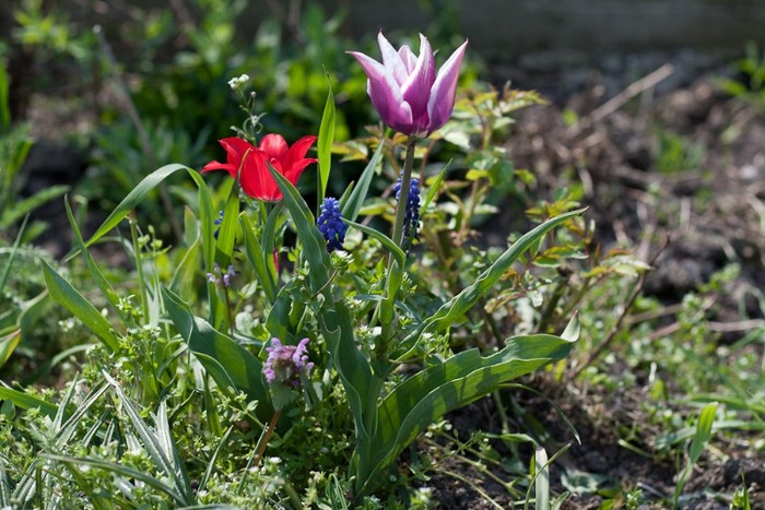 Lily flowering