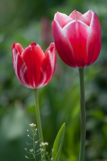 Tulipa Triumph "Alex Maresyev" - De ce iubesc lalelele