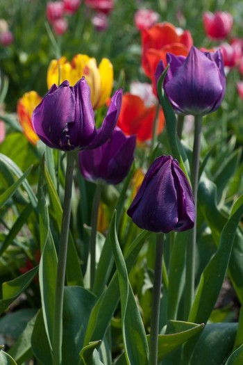 Tulipa Triumph "Negrita" - De ce iubesc lalelele