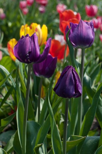 Tulipa Triumph "Negrita"