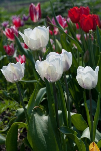 Tulipa Triumph "Shirley" - De ce iubesc lalelele