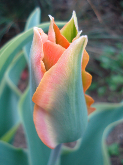 Tulipa Green River (2011, May 01) - Tulipa Green River