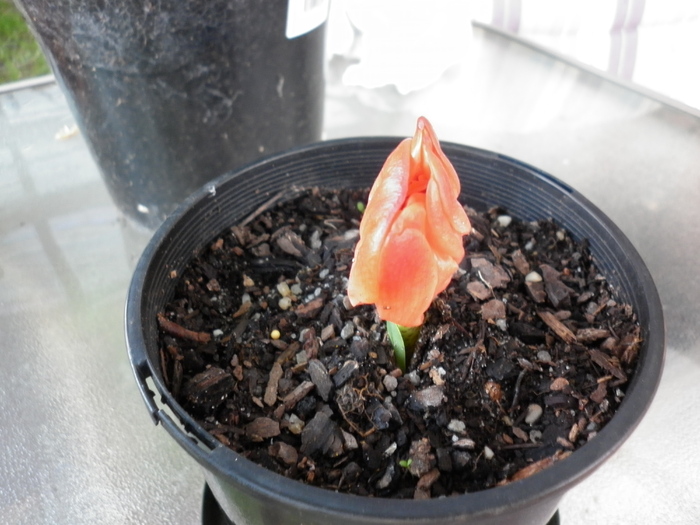 Haemanthus coccineus 2.05.11