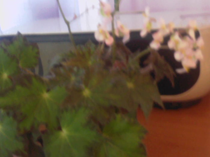 begonia - Flori dragi 2011