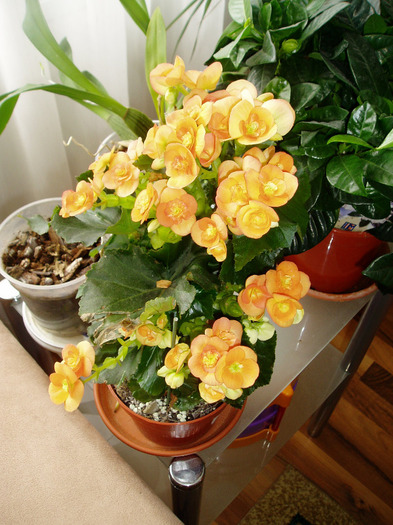 P1010075 - flori 2011