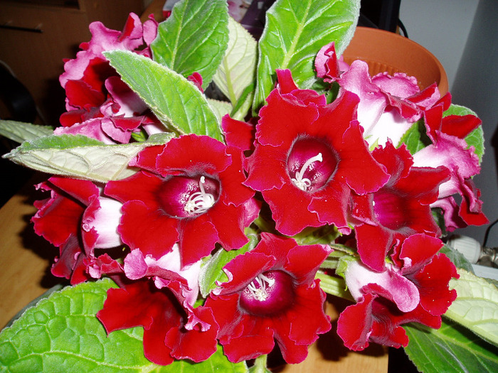 P1010070 - flori 2011