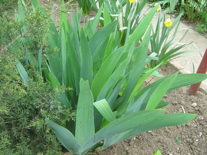 iris - gradina mea mai 2011