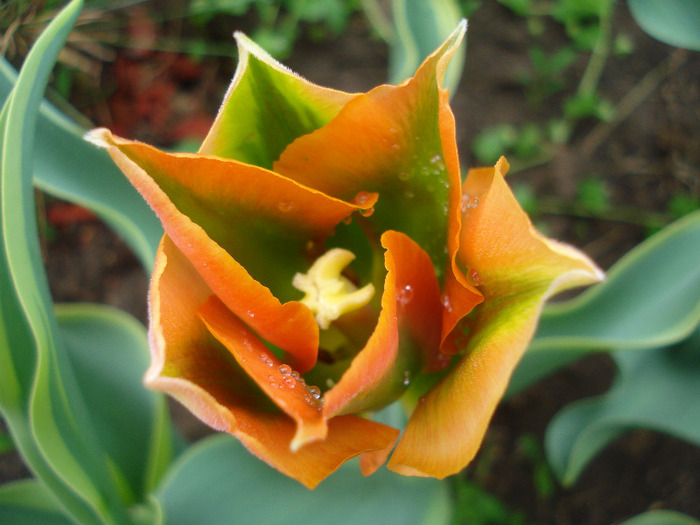 Tulipa Green River (2011, May 02)