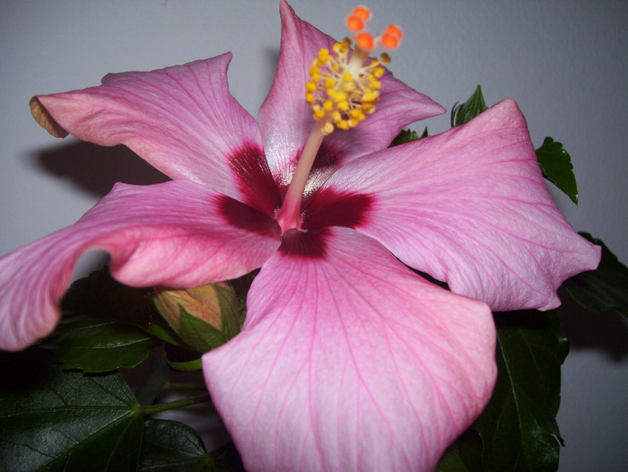 Picture 009 - hibiscus