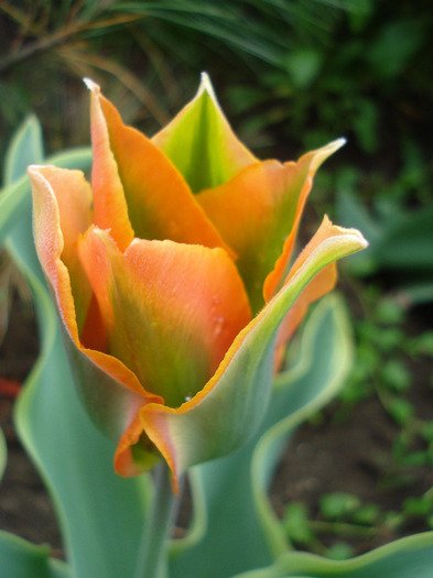 Tulipa Green River (2011, May 02) - Tulipa Green River