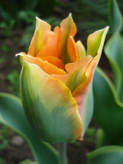 Tulipa Green River (2011, May 02)