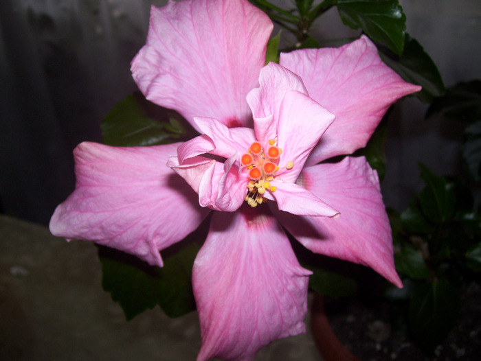 Picture 031 - hibiscus