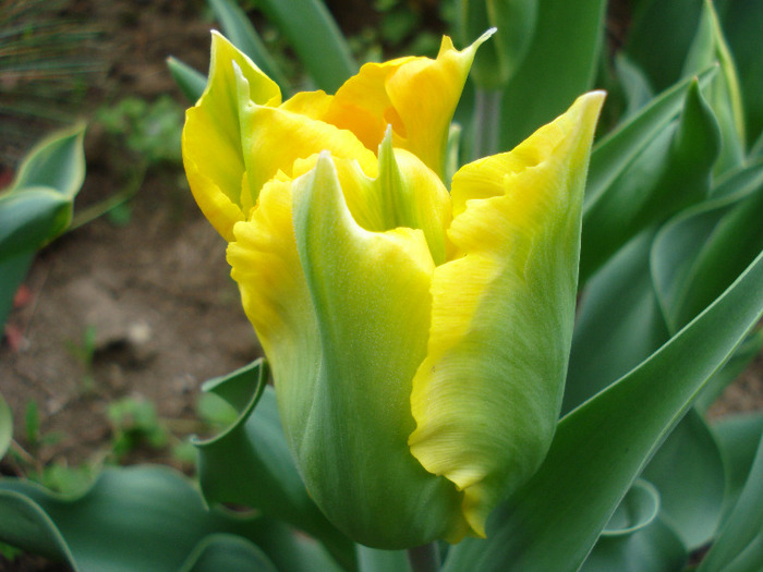 Tulipa Golden Artist (2011, April 28) - Tulipa Golden Artist