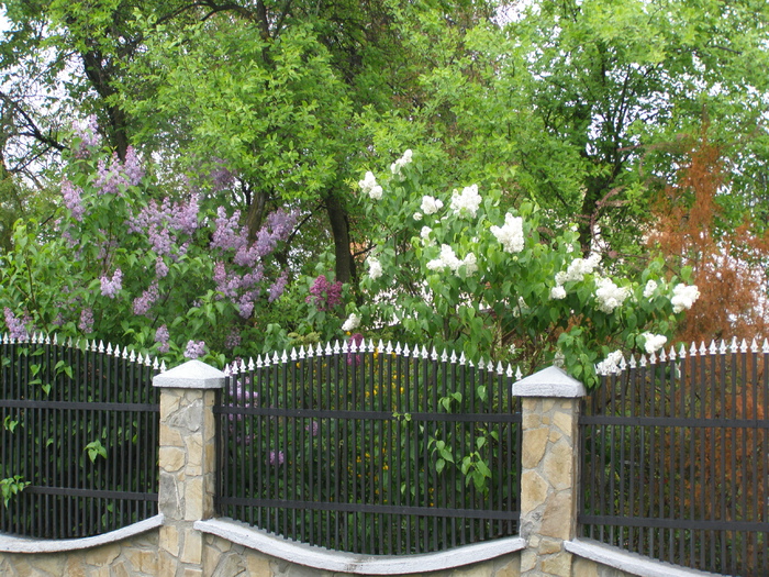 Gard impodobit cu liliac