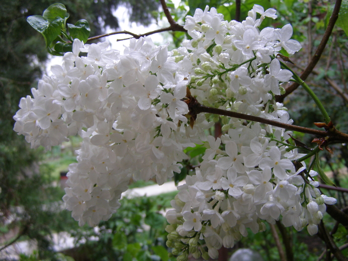 Liliac simplu alb
